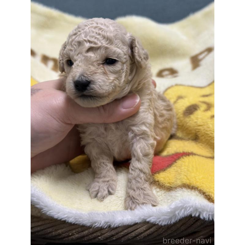 販売中の岡山県のトイプードル-437403の5枚目