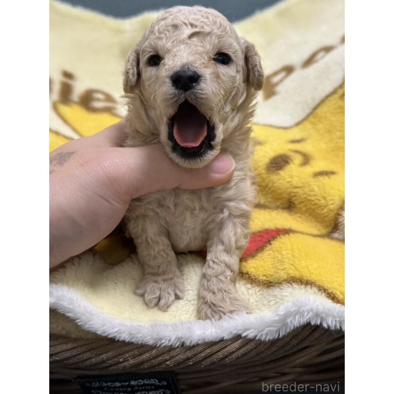 販売中の岡山県のトイプードル-437403の4枚目