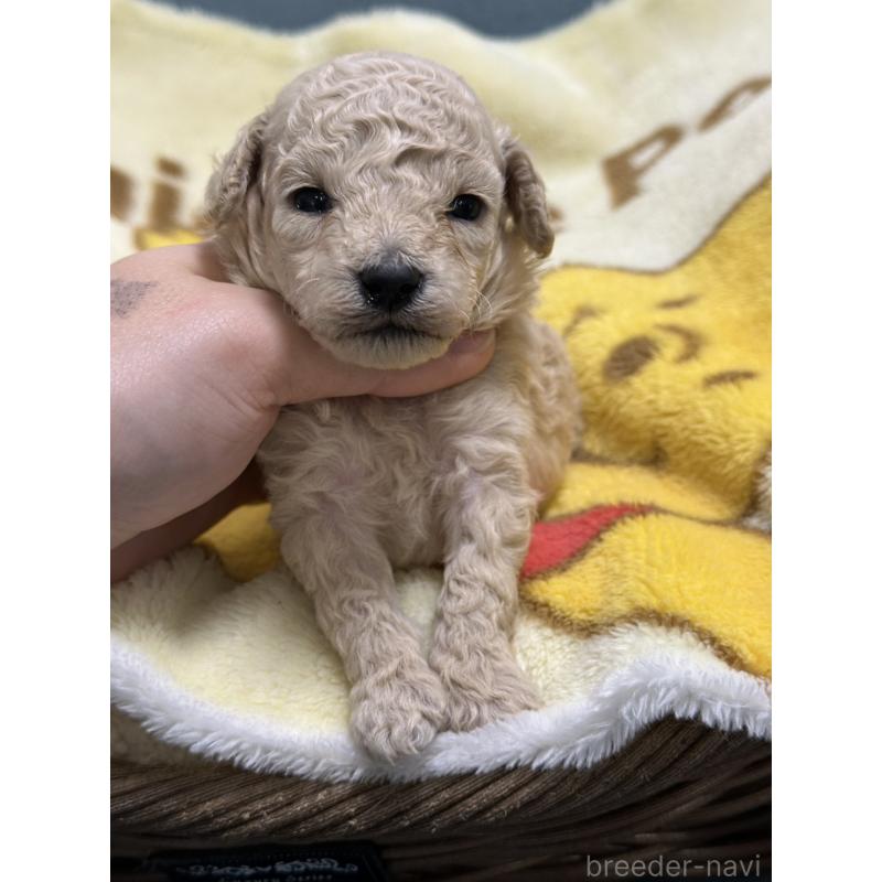 販売中の岡山県のトイプードル-437403の3枚目