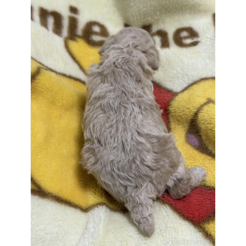 販売中の岡山県のトイプードル-437403の2枚目