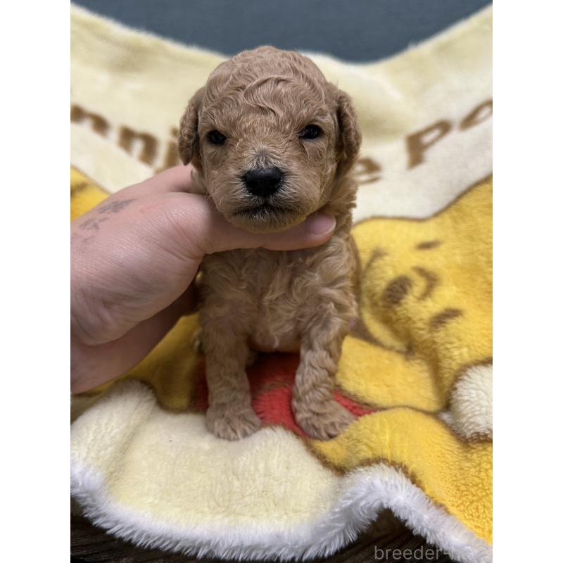 販売中の岡山県のトイプードル-437404の7枚目