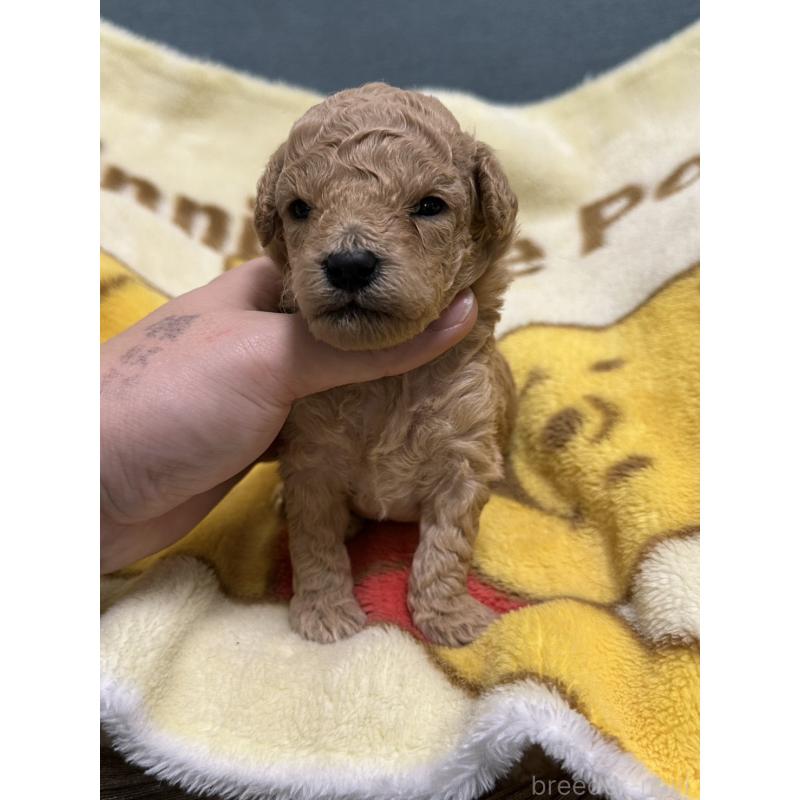 販売中の岡山県のトイプードル-437404の6枚目