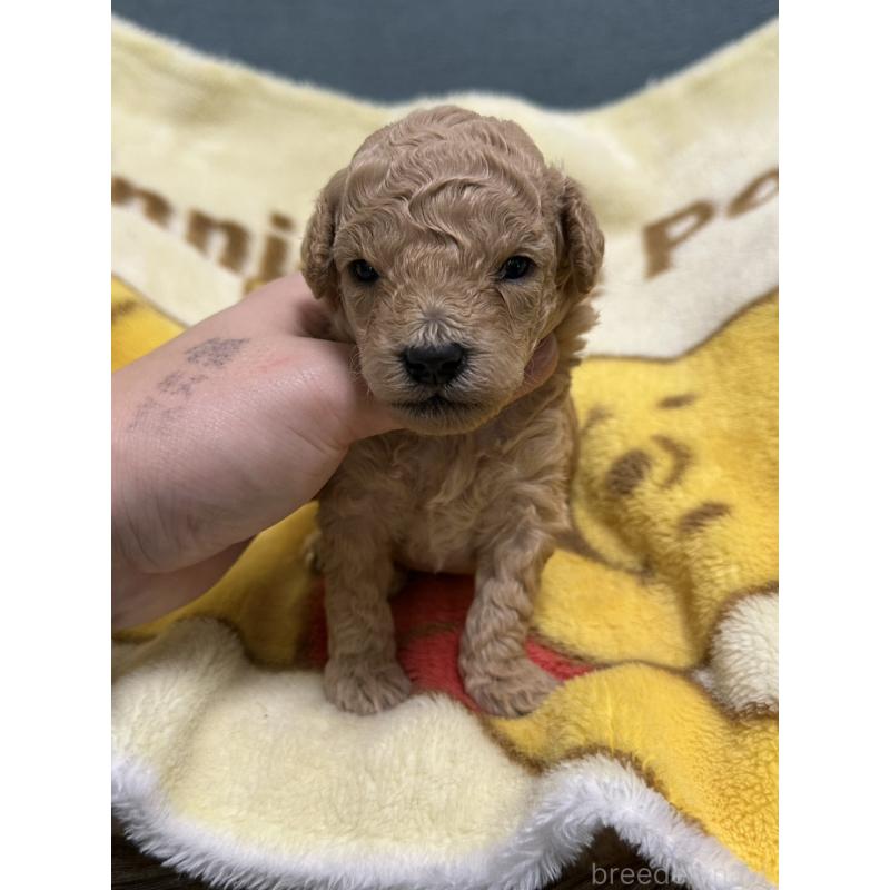 販売中の岡山県のトイプードル-437404の5枚目