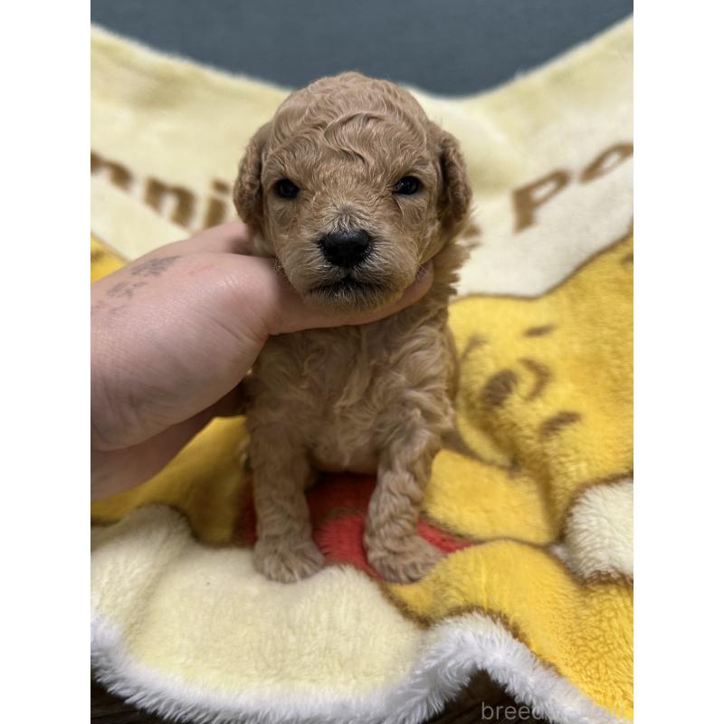 販売中の岡山県のトイプードル-437404の4枚目