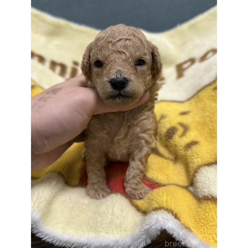 販売中の岡山県のトイプードル-437404の3枚目