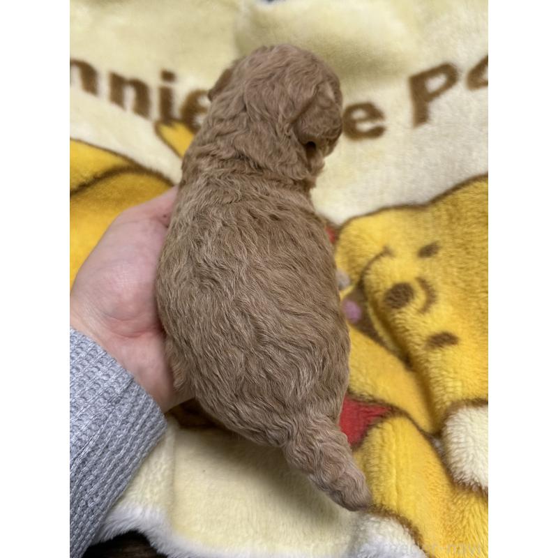 販売中の岡山県のトイプードル-437404の2枚目