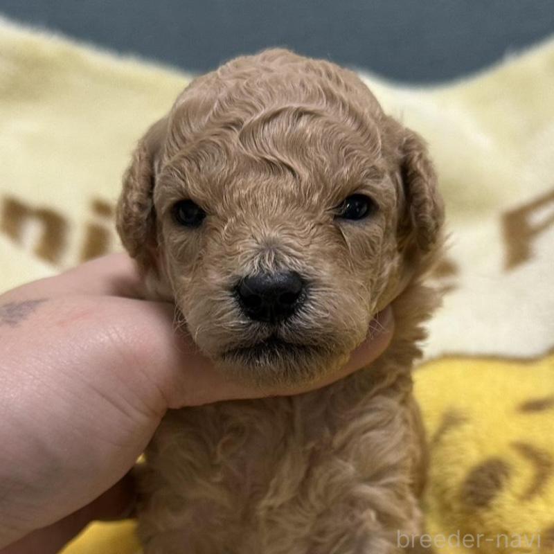 販売中の岡山県のトイプードル-437404