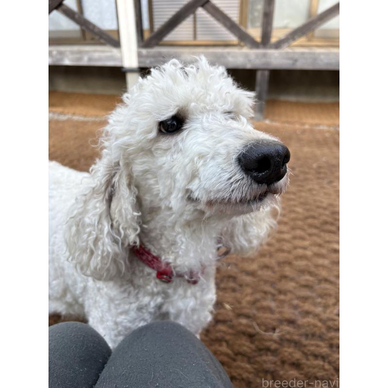 プリマちゃん1枚目