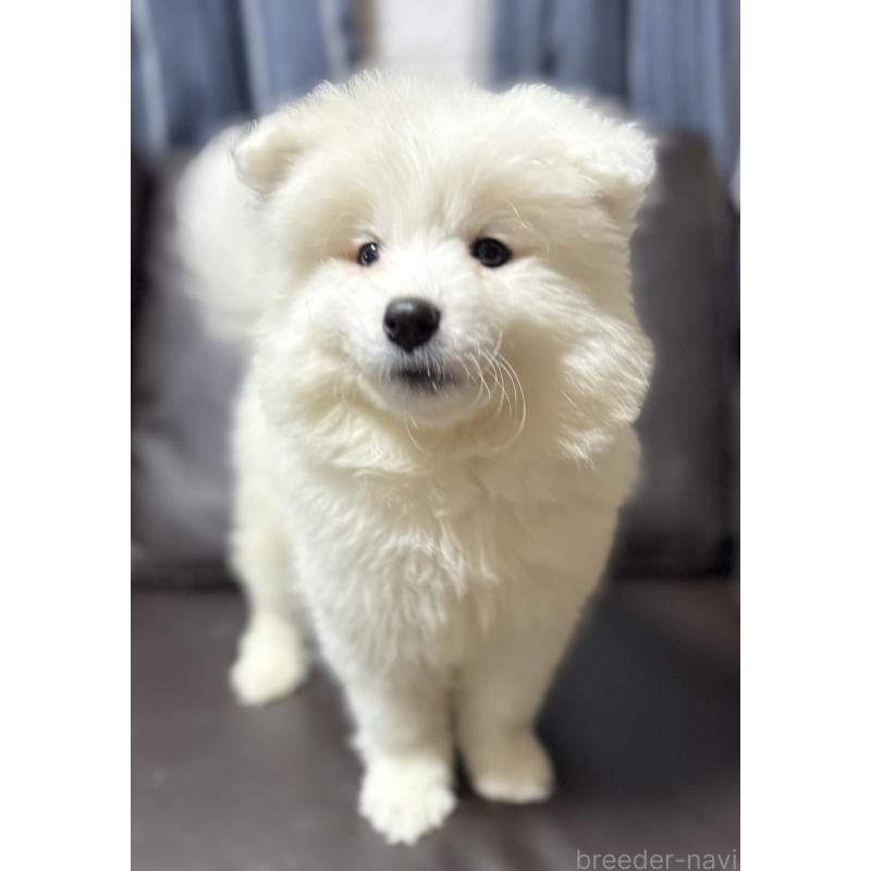 販売中の奈良県のサモエド-437493の4枚目