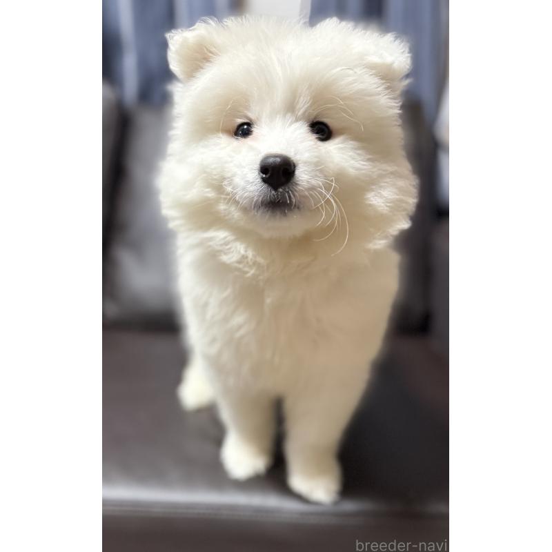 販売中の奈良県のサモエド-437493の2枚目