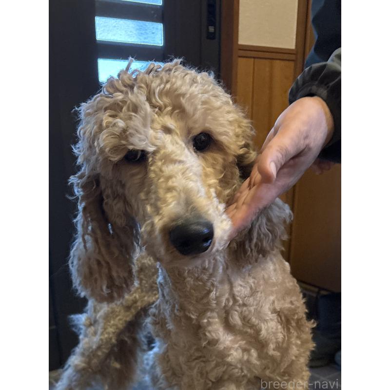 バッハくん1枚目