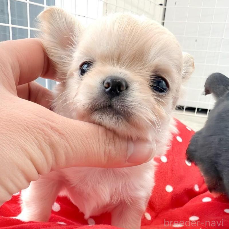 販売中の兵庫県のチワワ(ロングコート)-437405