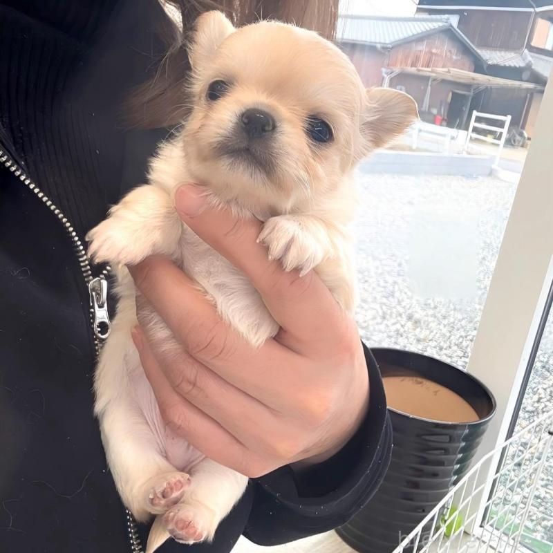 販売中の兵庫県のチワワ(ロングコート)-437405の4枚目