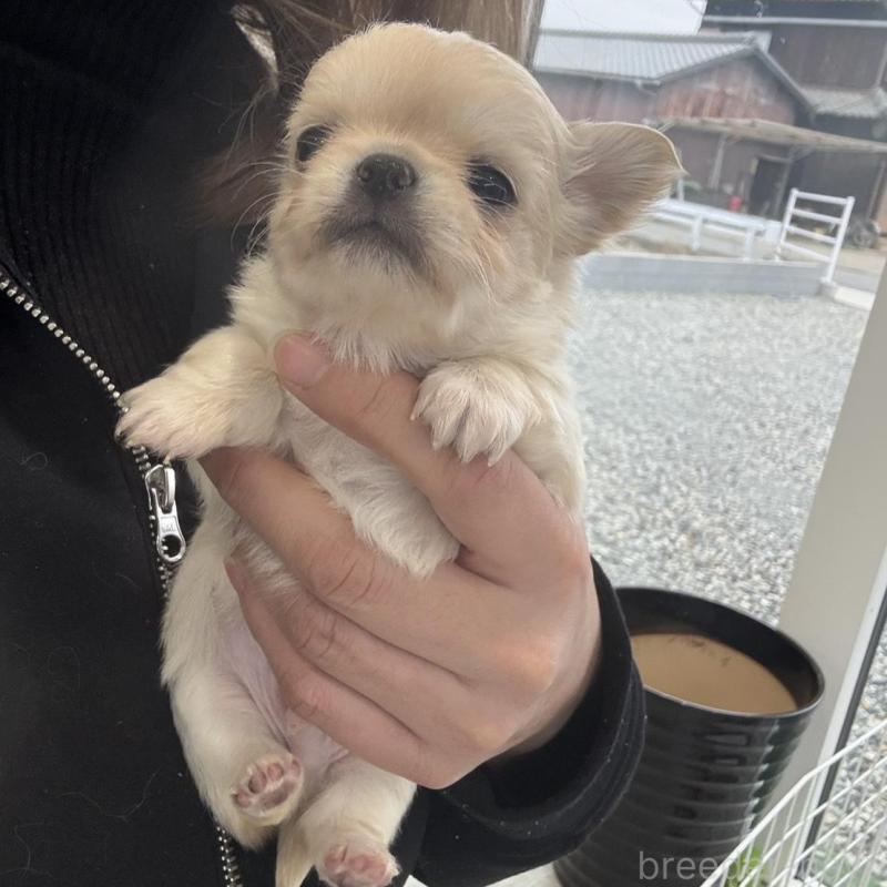 販売中の兵庫県のチワワ(ロングコート)-437405の2枚目