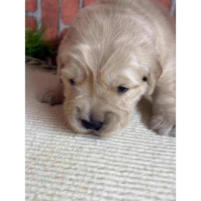 販売中の埼玉県のゴールデンレトリーバー-435151の4枚目