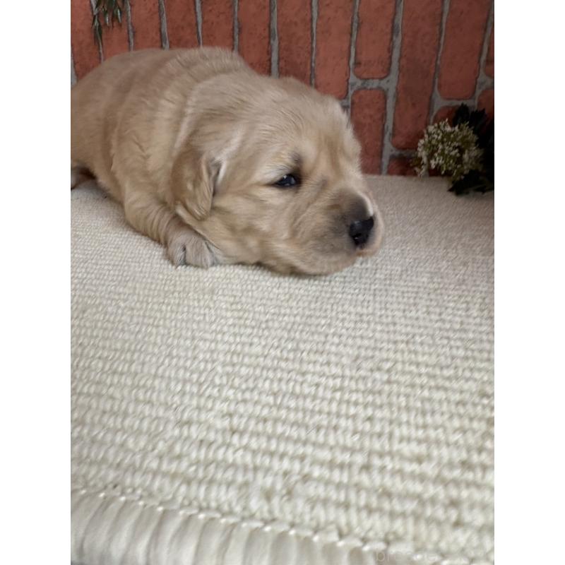 販売中の埼玉県のゴールデンレトリーバー-435151の3枚目