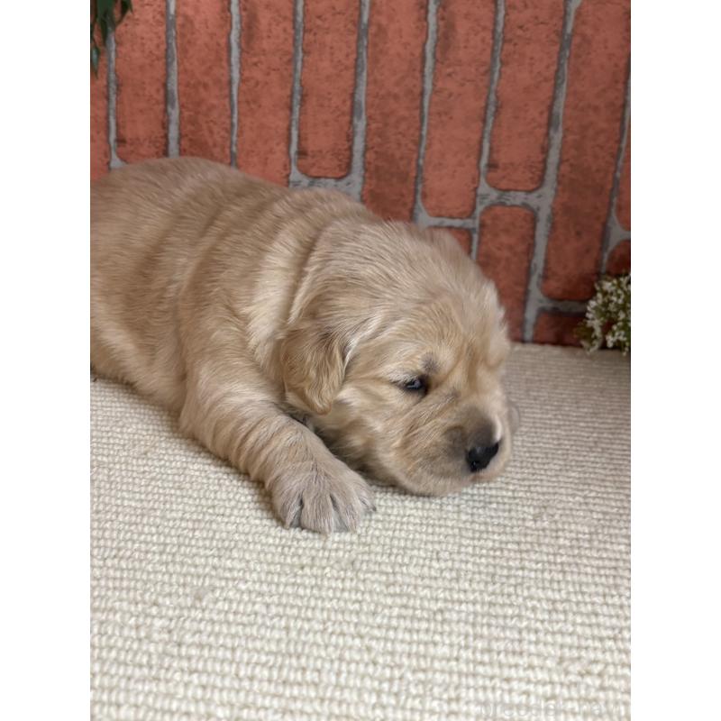 販売中の埼玉県のゴールデンレトリーバー-435151の2枚目