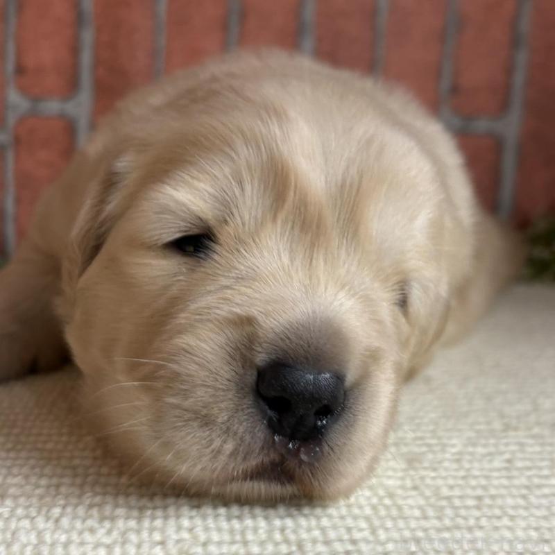 販売中の埼玉県のゴールデンレトリーバー-435150