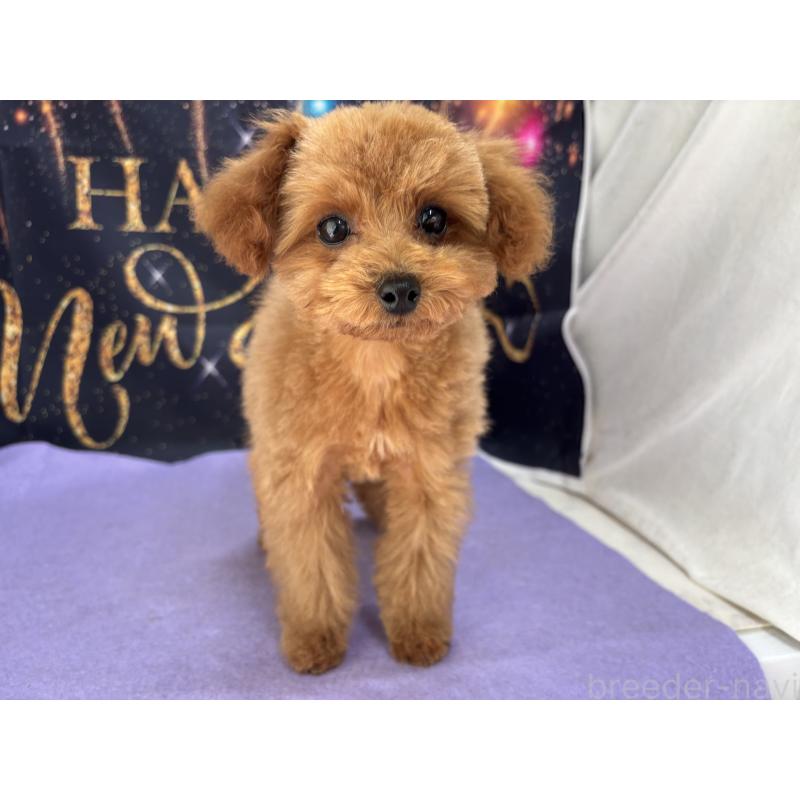 販売中の栃木県のタイニープードル-434243