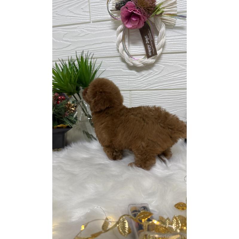 販売中の愛知県のティーカッププードル-437409の2枚目