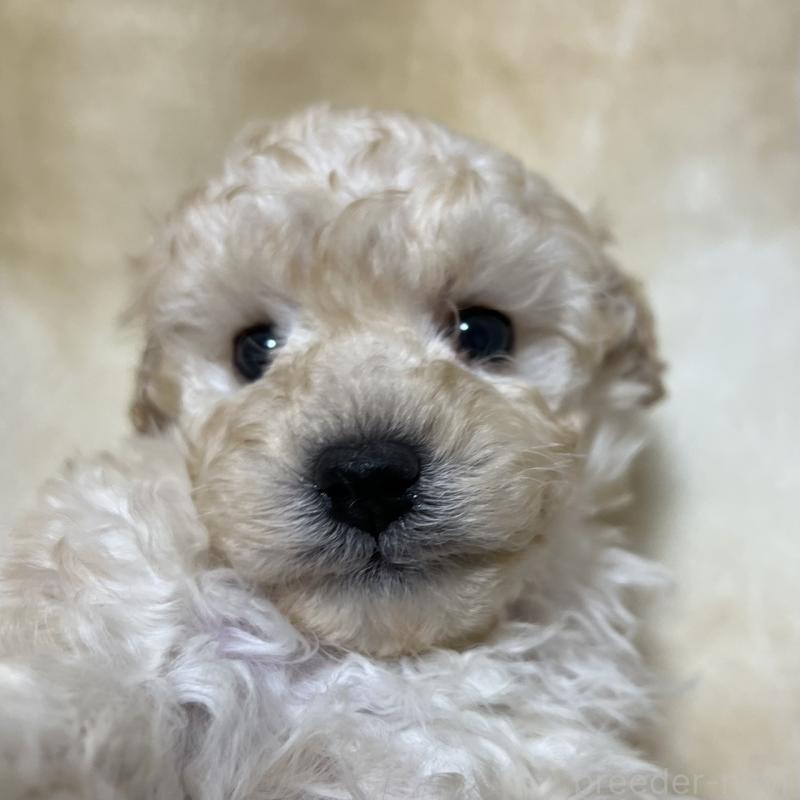 販売中の福岡県のトイプードル-437407の8枚目