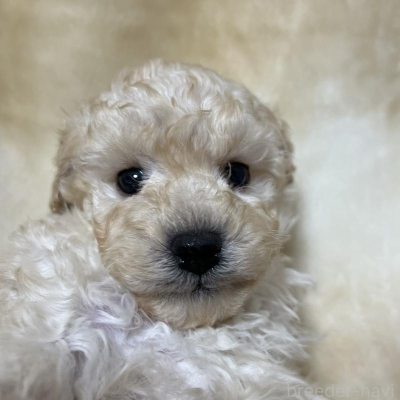 販売中の福岡県のトイプードル-437407の7枚目