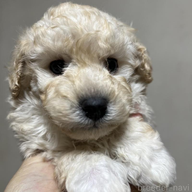 販売中の福岡県のトイプードル-437407の6枚目
