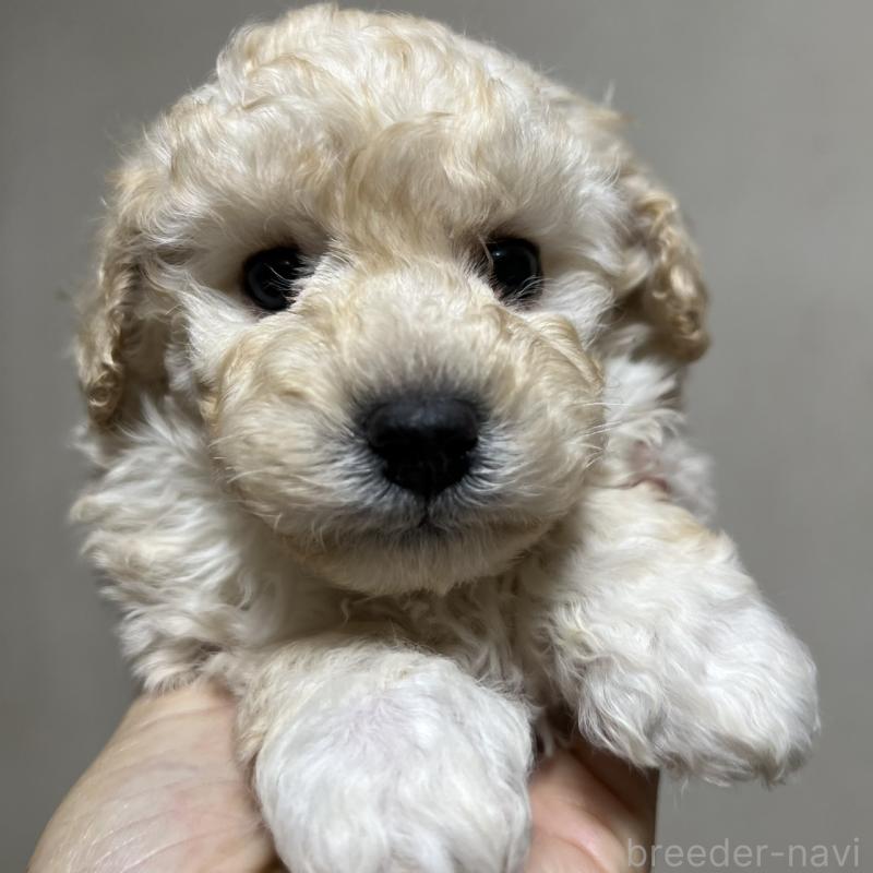 販売中の福岡県のトイプードル-437407