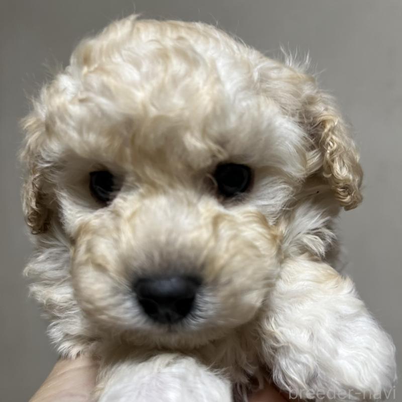 販売中の福岡県のトイプードル-437407の5枚目