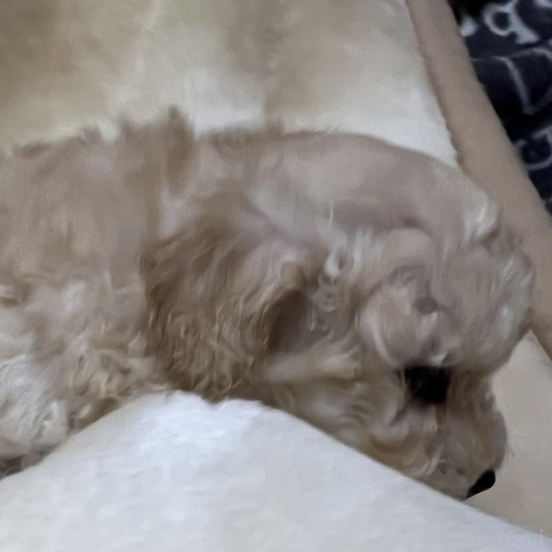 販売中の福岡県のトイプードル-437407の4枚目