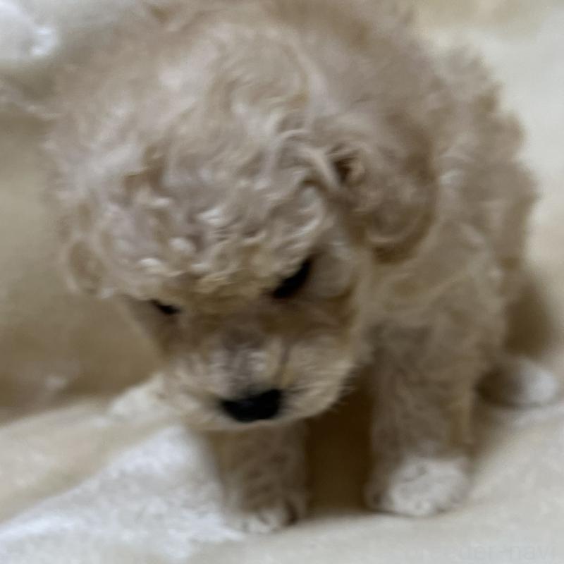 販売中の福岡県のトイプードル-437407の2枚目