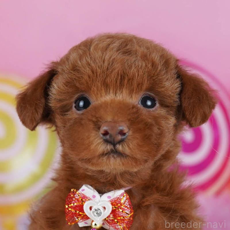 成約済ののトイプードル-437413