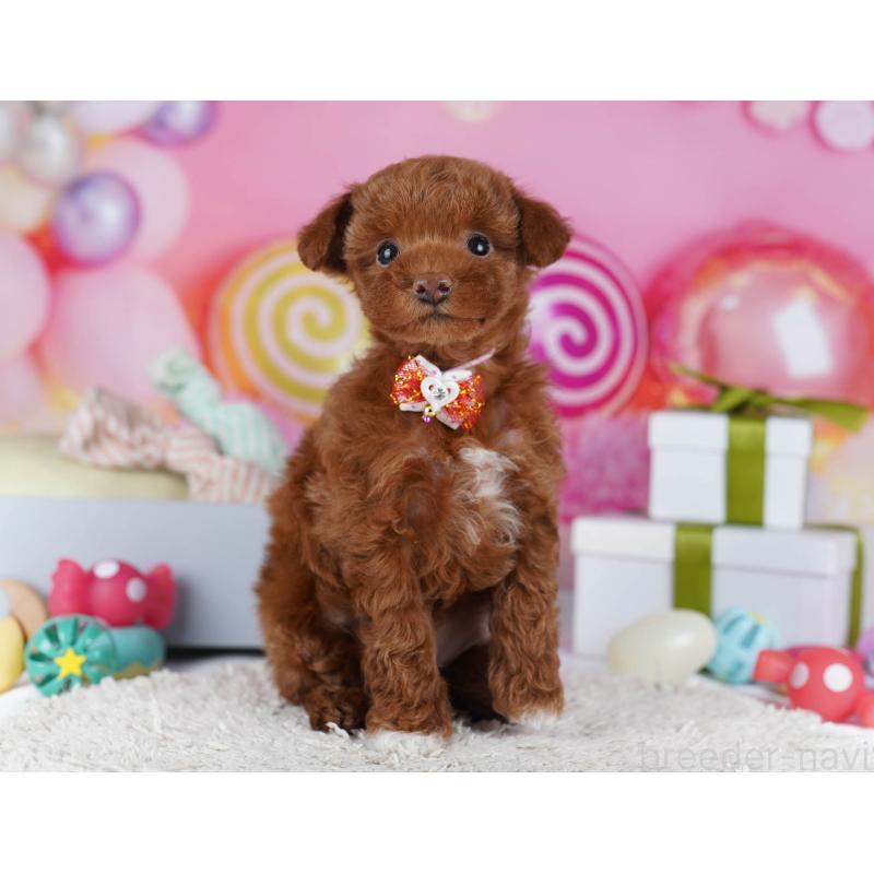 成約済の神奈川県のトイプードル-437413の16枚目