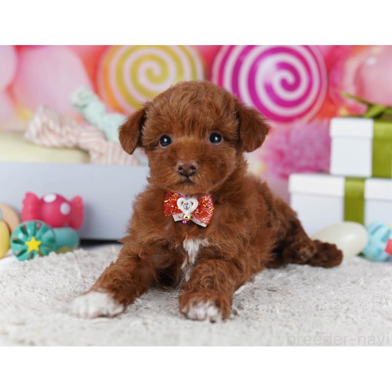 成約済の神奈川県のトイプードル-437413の14枚目