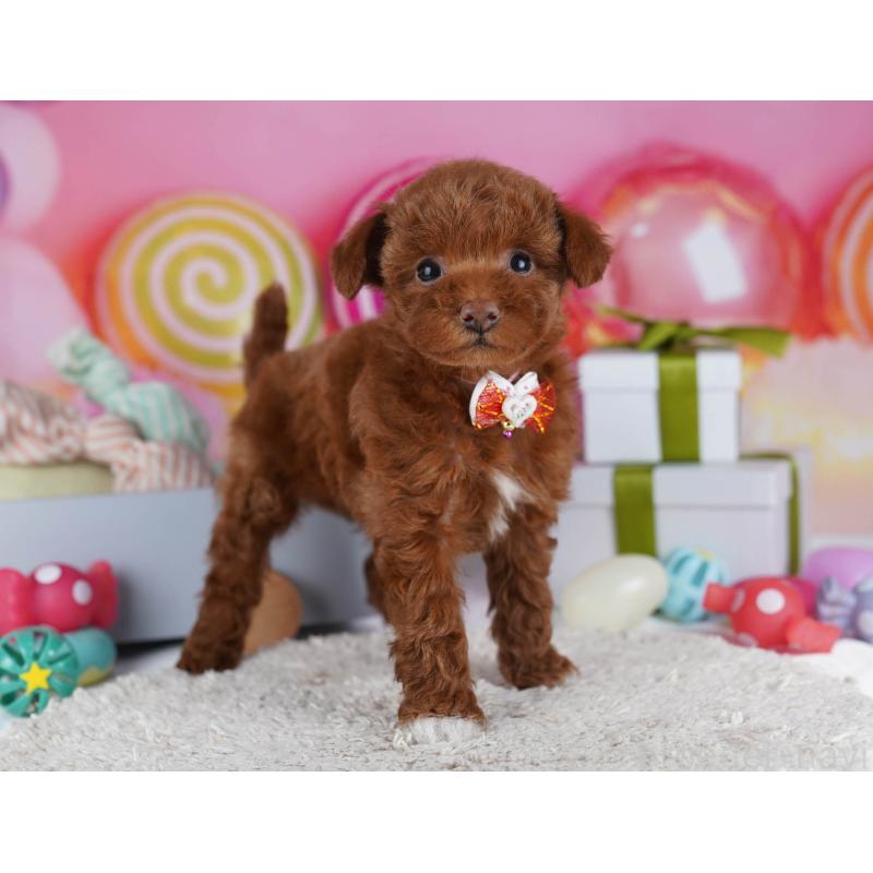 成約済の神奈川県のトイプードル-437413の13枚目