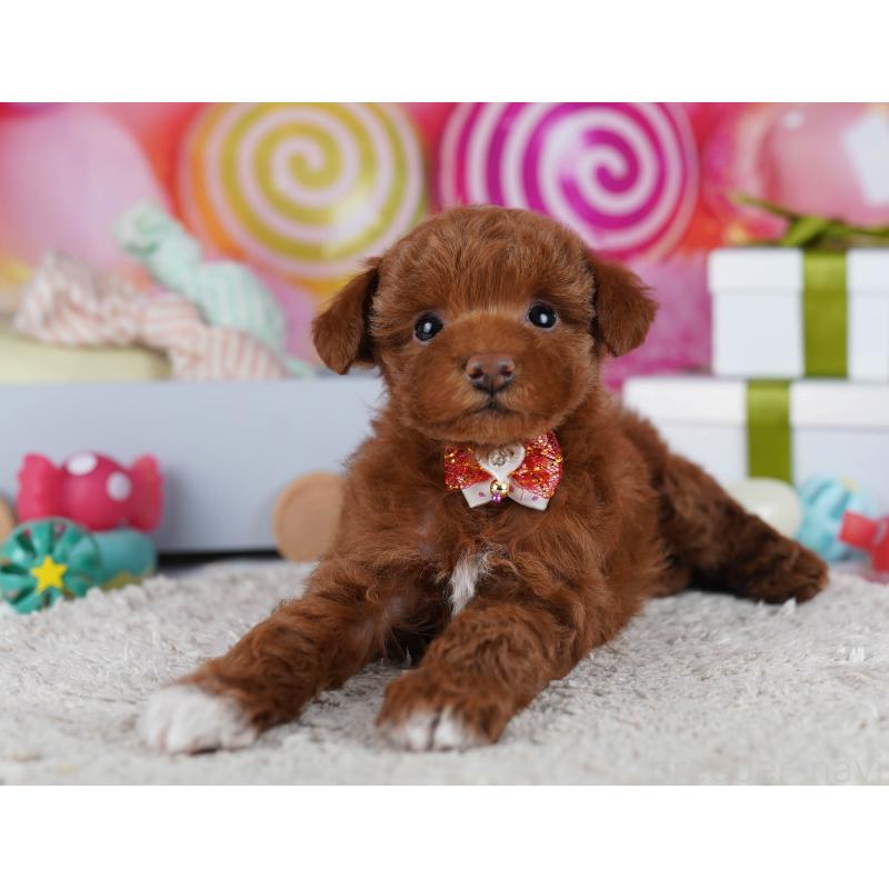 成約済の神奈川県のトイプードル-437413の12枚目