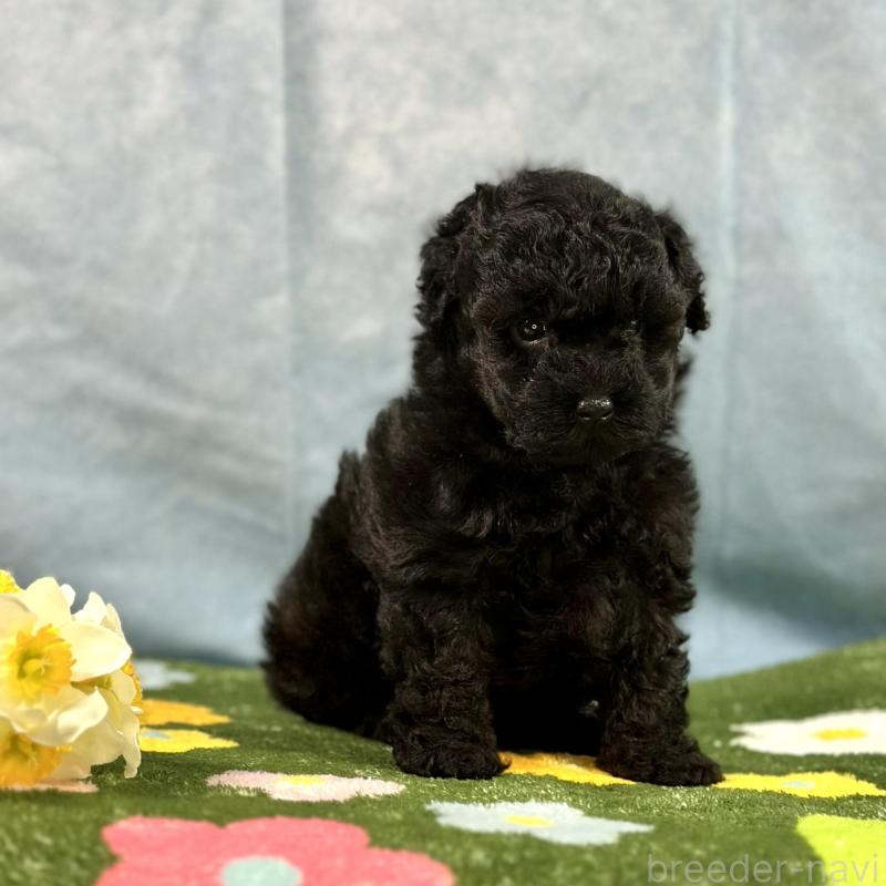 販売中の京都府のトイプードル-437410の16枚目