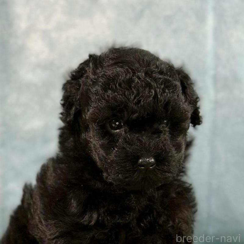 販売中の京都府のトイプードル-437410の1枚目