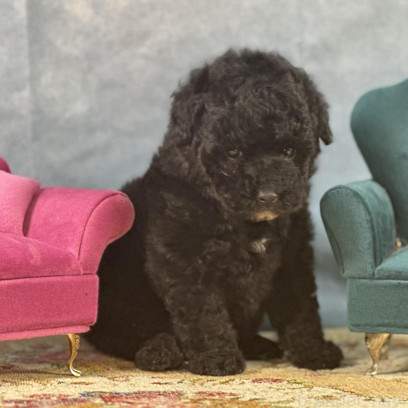 販売中の京都府のトイプードル-437411の15枚目