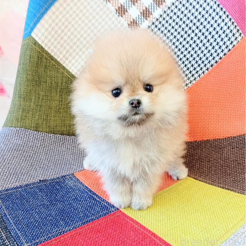 成約済の和歌山県のポメラニアン-432910の11枚目