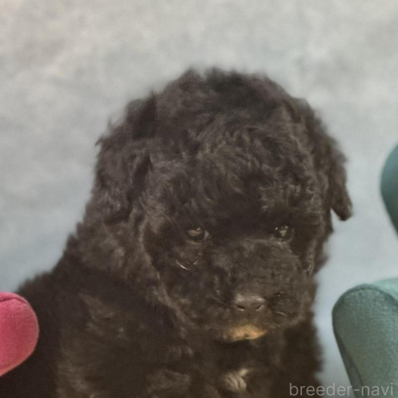 販売中の京都府のトイプードル-437411の1枚目