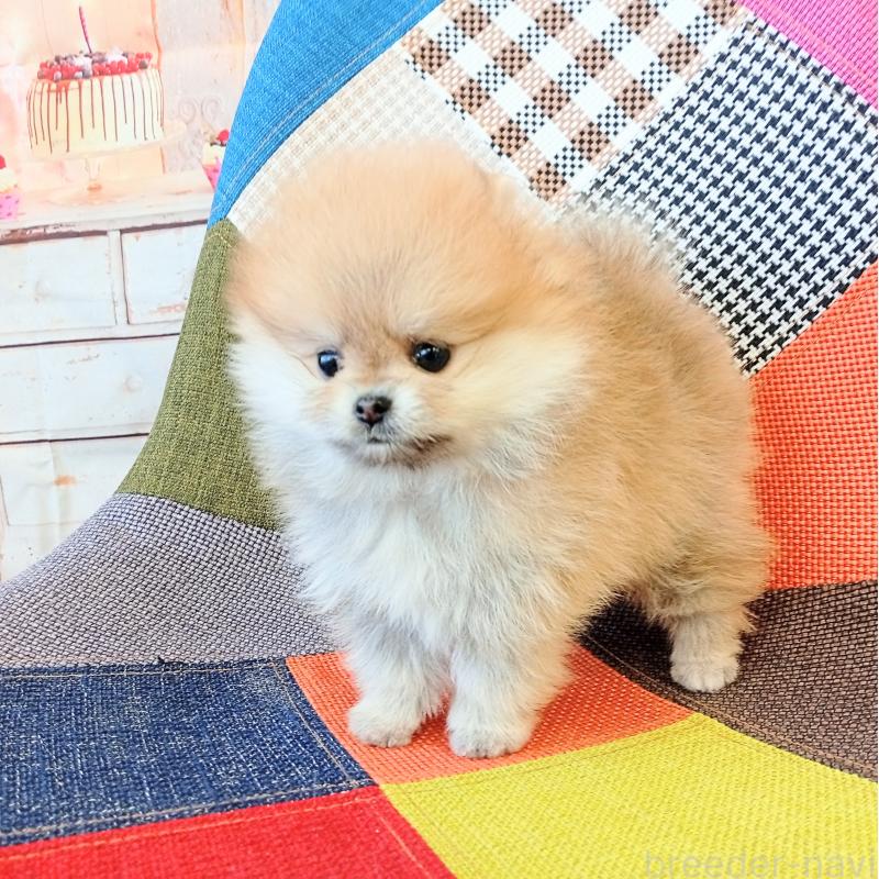 成約済の和歌山県のポメラニアン-432910の9枚目