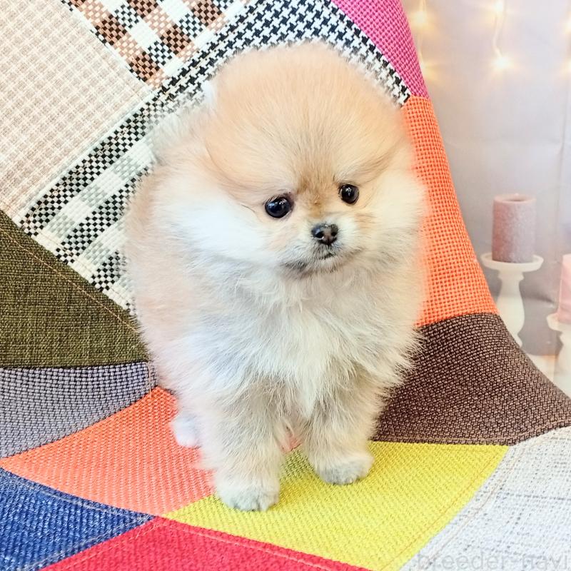 成約済の和歌山県のポメラニアン-432910の8枚目