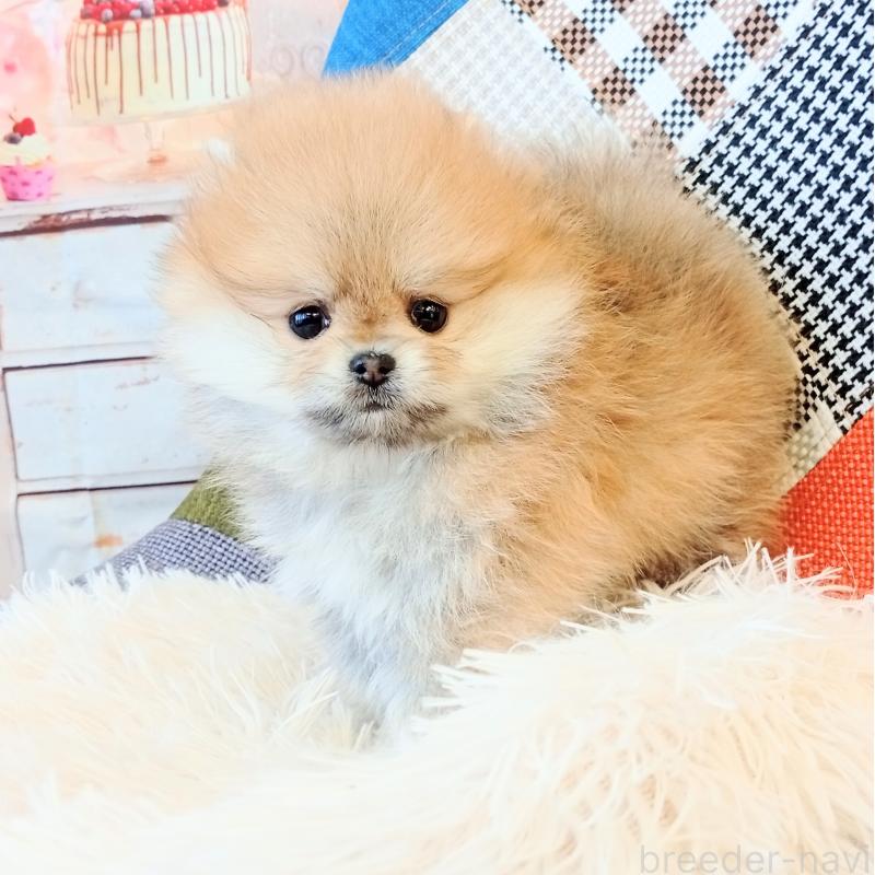 成約済の和歌山県のポメラニアン-432910の7枚目