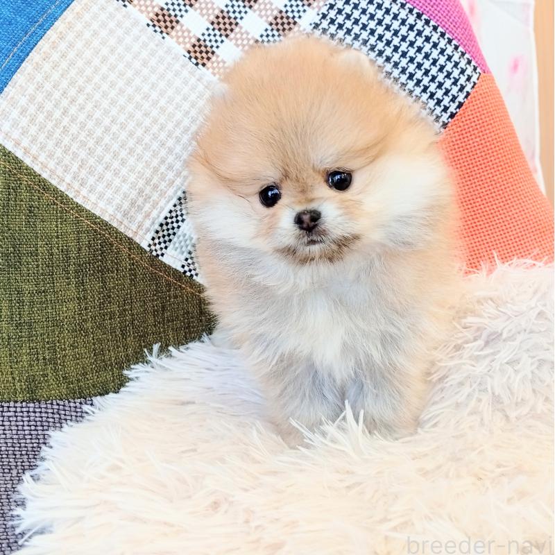 成約済の和歌山県のポメラニアン-432910の6枚目