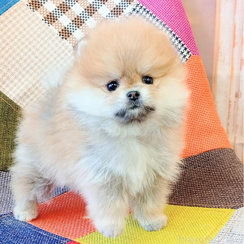 成約済の和歌山県のポメラニアン-432910の5枚目