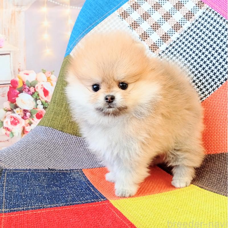 成約済の和歌山県のポメラニアン-432910の4枚目