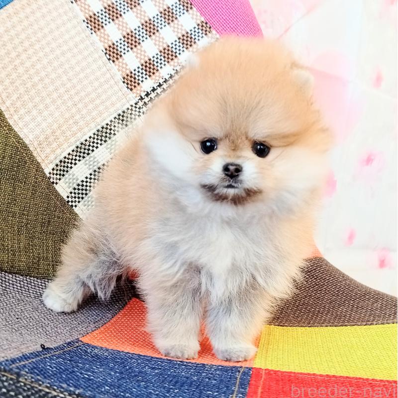 成約済の和歌山県のポメラニアン-432910の3枚目