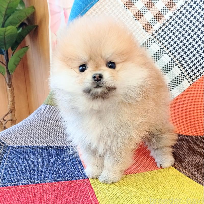 成約済の和歌山県のポメラニアン-432910の2枚目