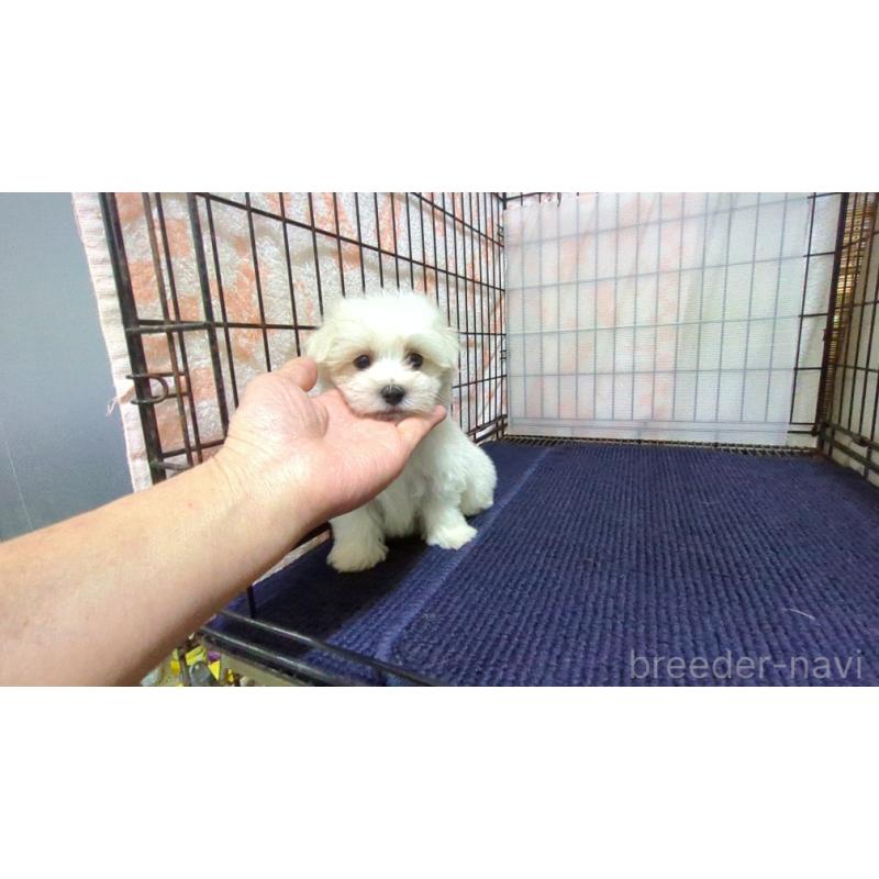 販売中の茨城県のマルチーズ-437414の1枚目